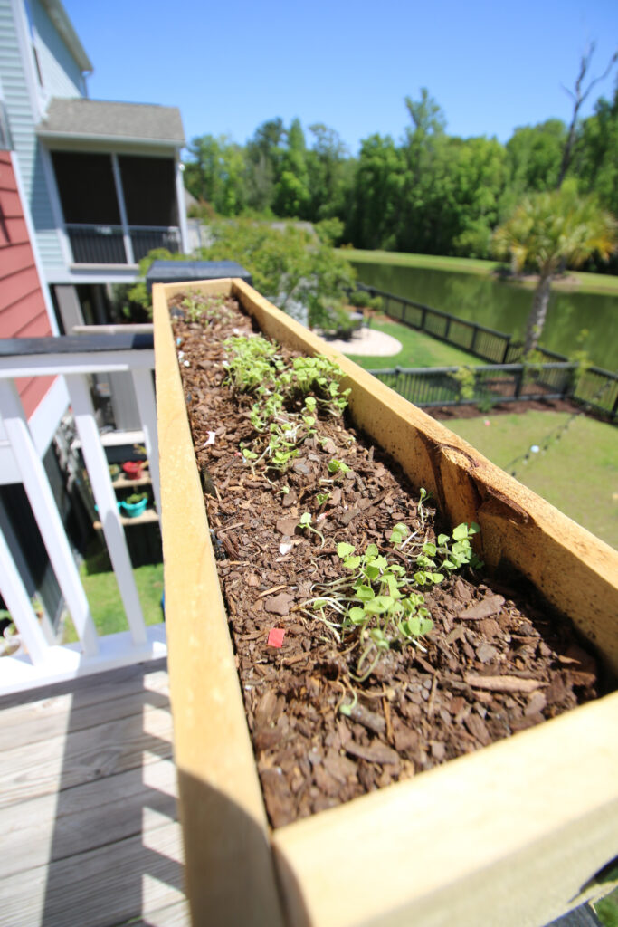 Herb seedlings in DIY deck rail planter