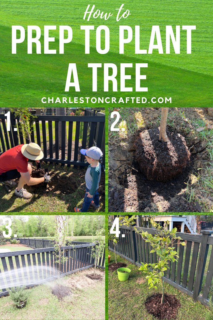 How to prep to plant a tree - Charleston Crafted