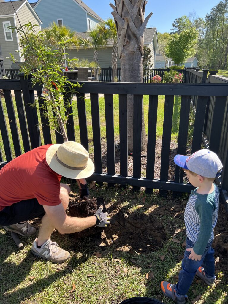 Planting trees in clay soil