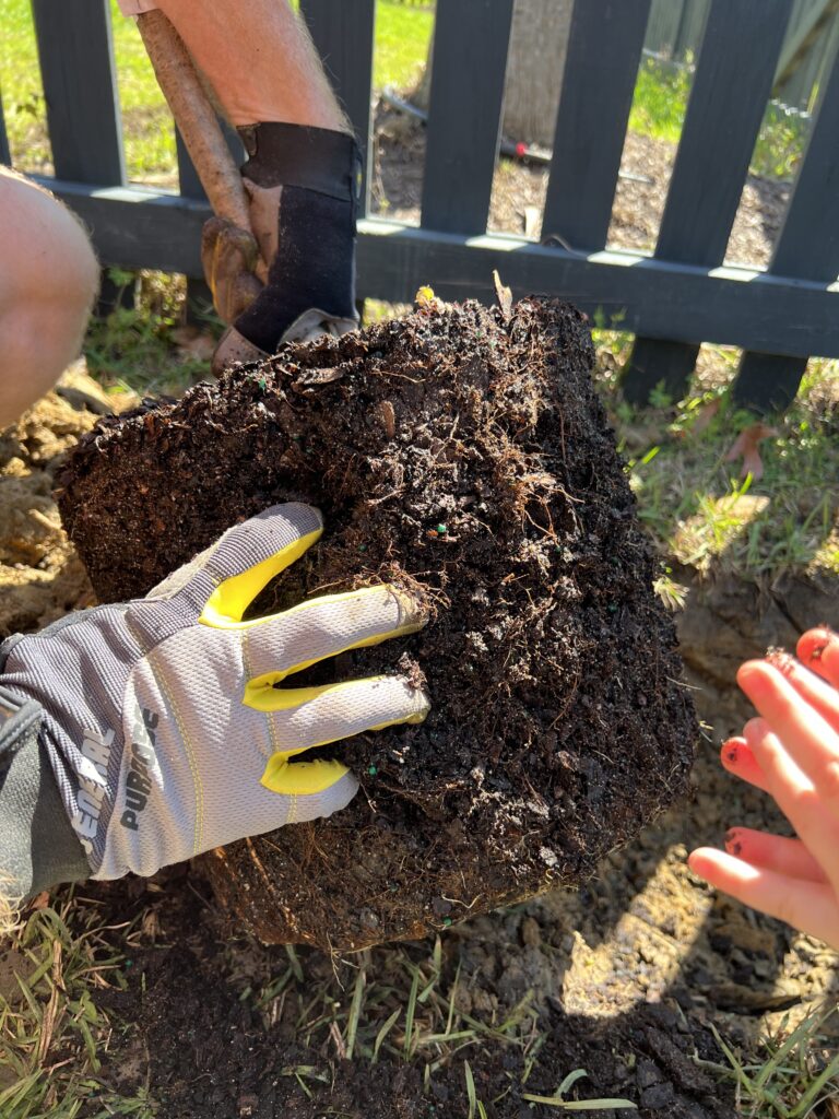 Teasing roots in root ball of tree