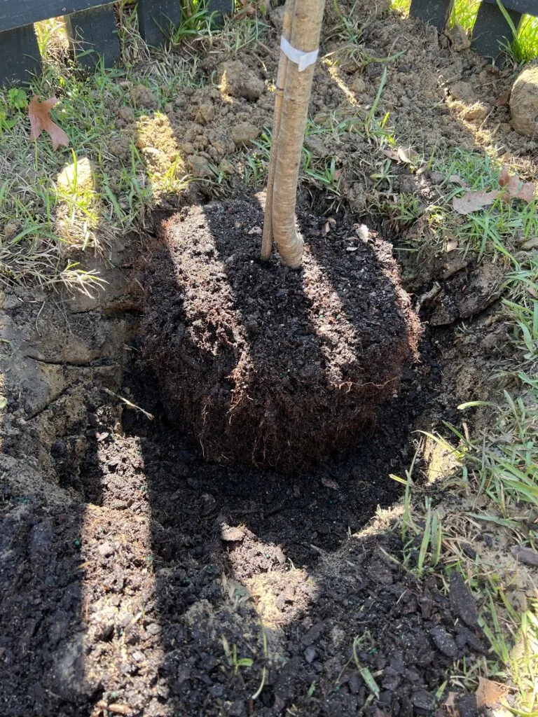 Placing root ball of tree in hole