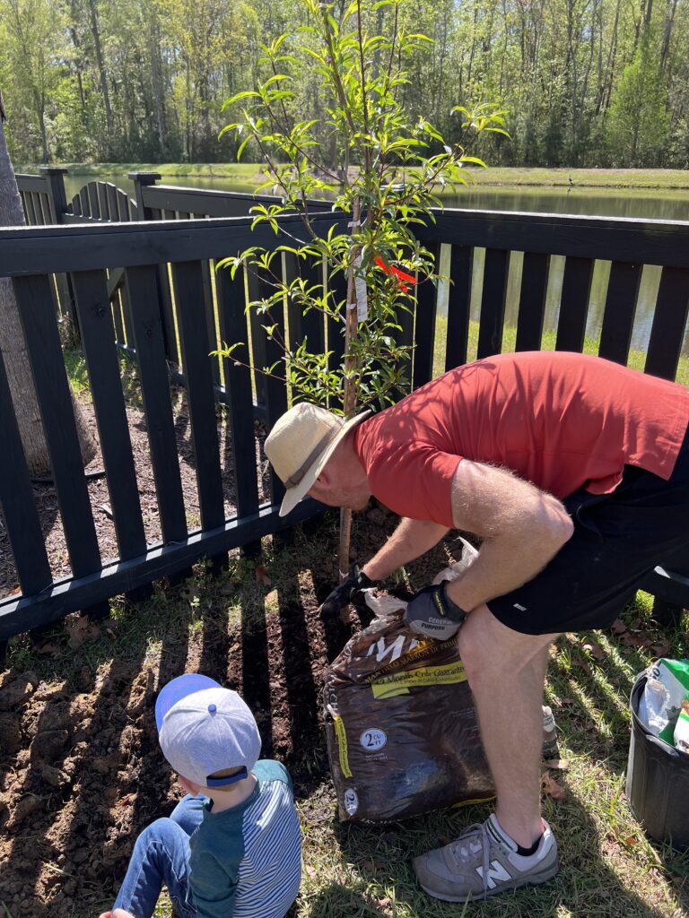 Placing mulch around tree in clay soil