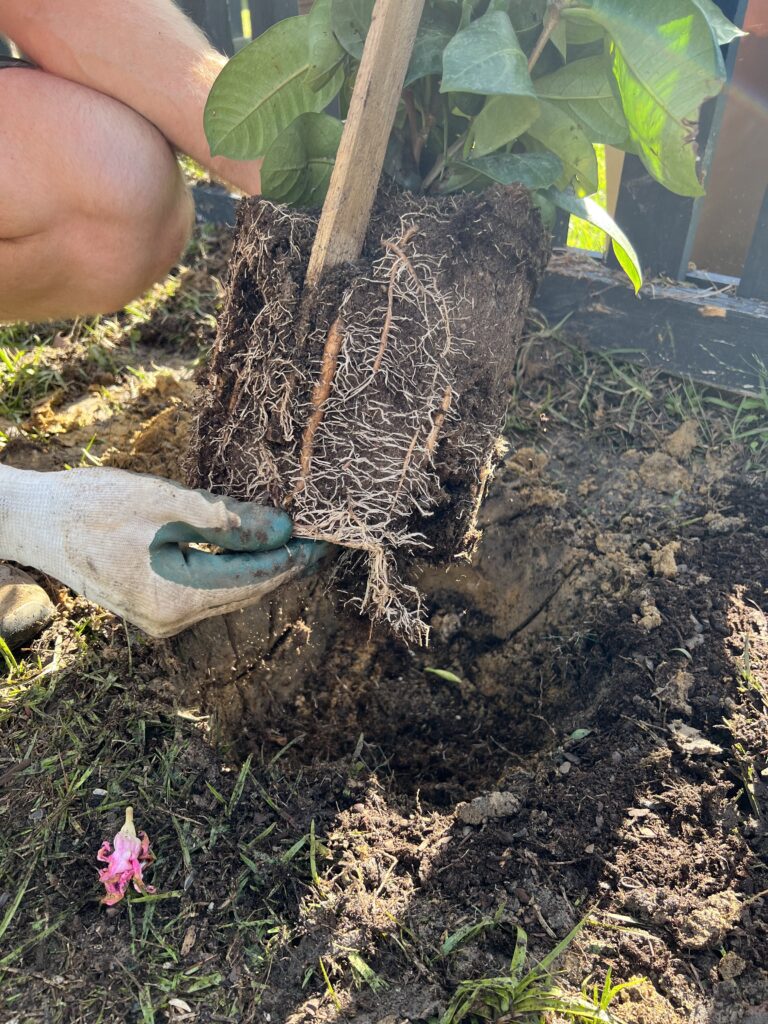 Teasing roots of plant before planting