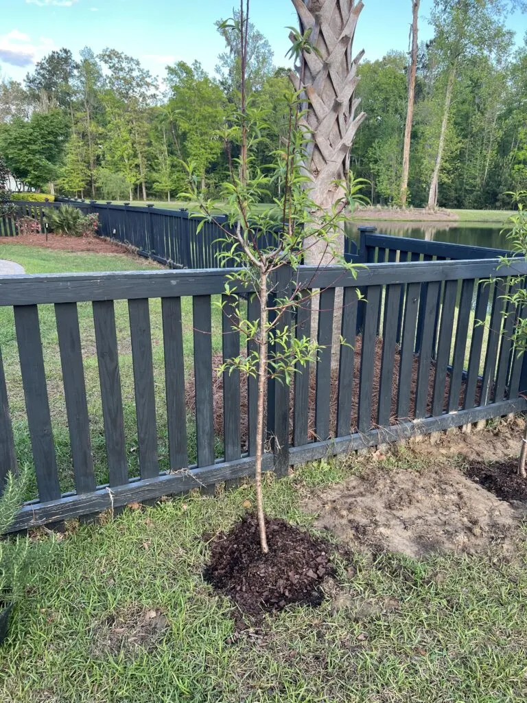 Peach tree planted in clay soil