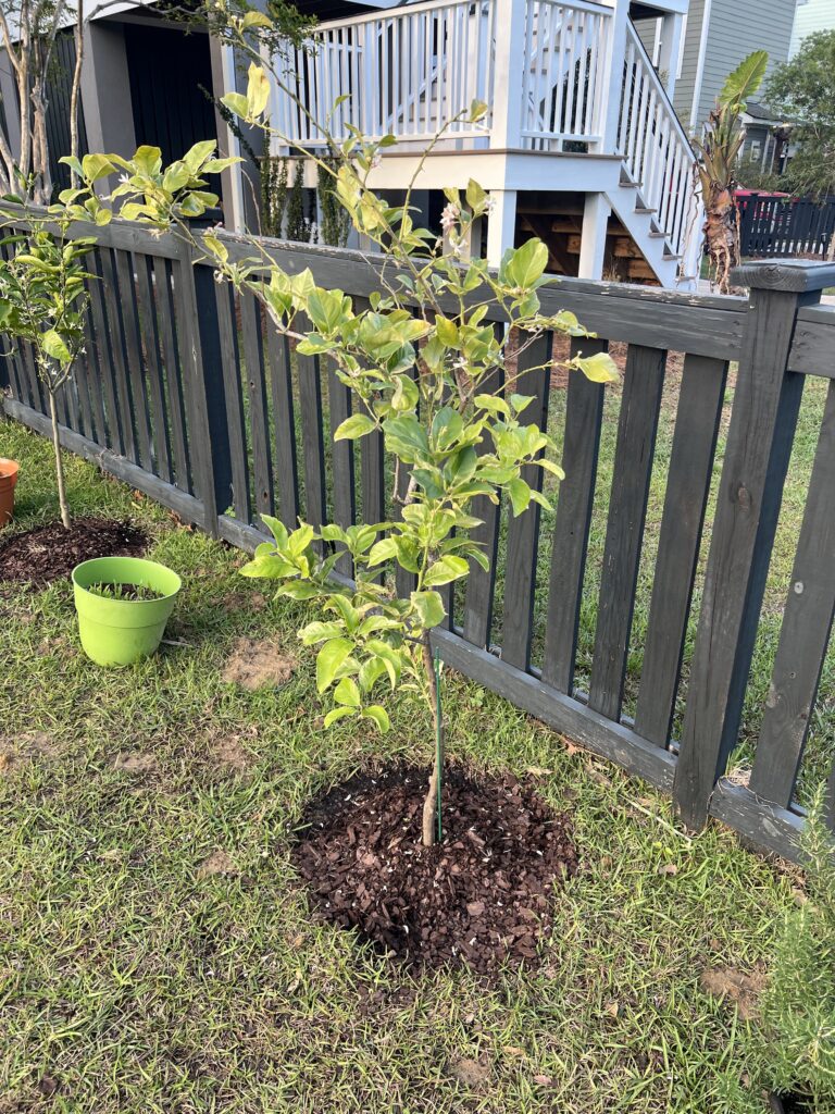 Orange tree planted in clay soil