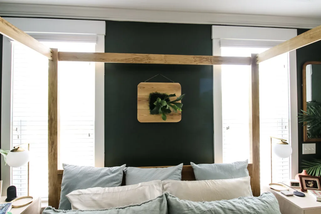 Staghorn fern mounted above canopy bed