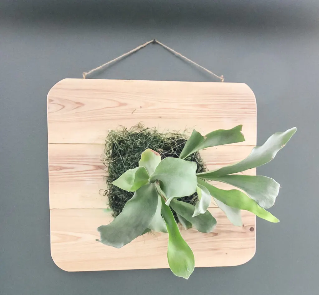 Straight view of staghorn fern mount