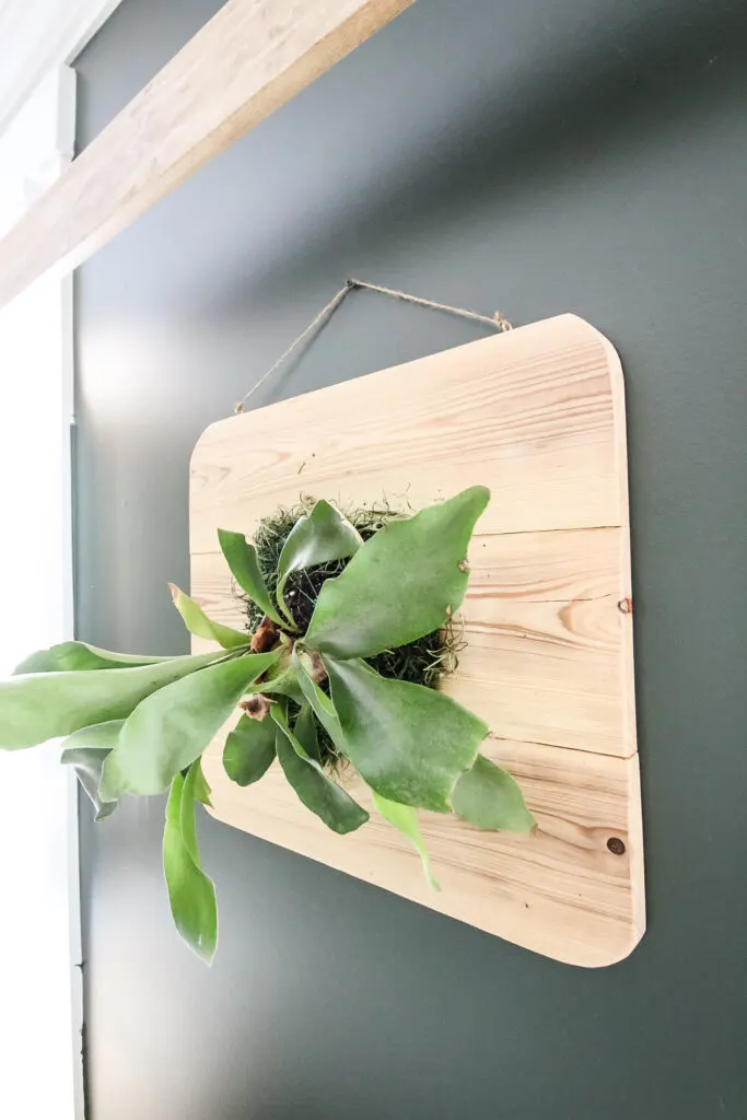 Staghorn fern mount hanging on wall