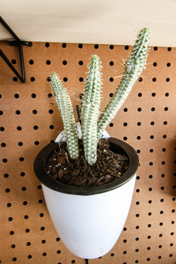 cactus hanging on a pegboard