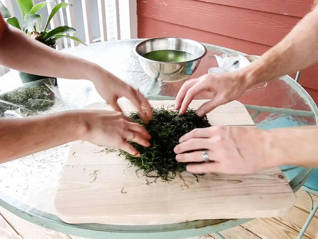 Place moss down on staghorn fern mount