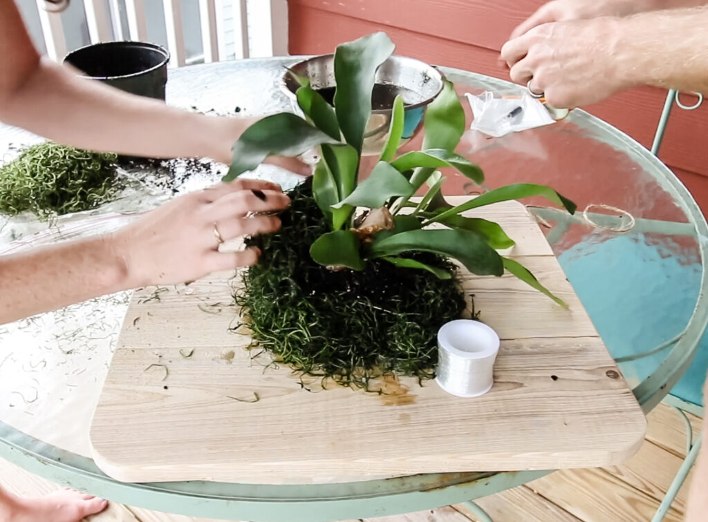Work staghorn fern root ball into moss