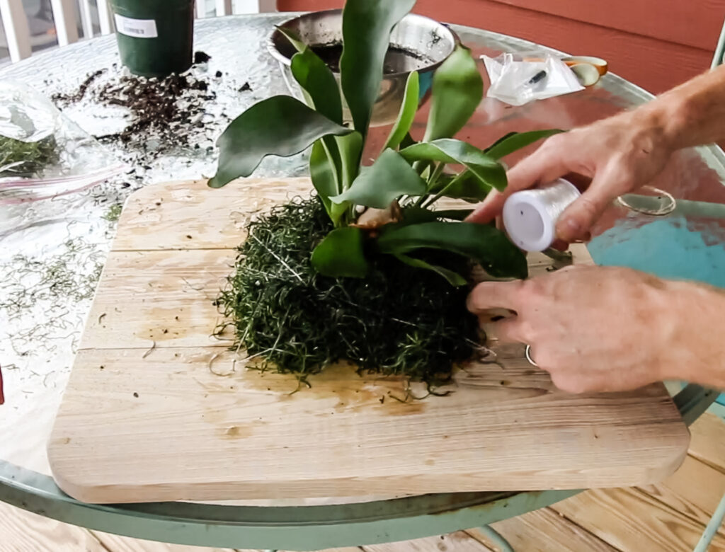 Use fishing line to attach staghorn fern and moss to root ball