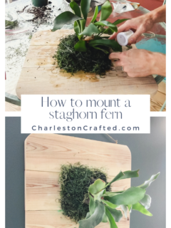 How to mount a staghorn fern - Charleston Crafted