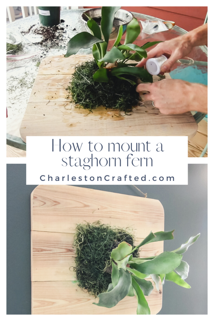 How to mount a staghorn fern - Charleston Crafted