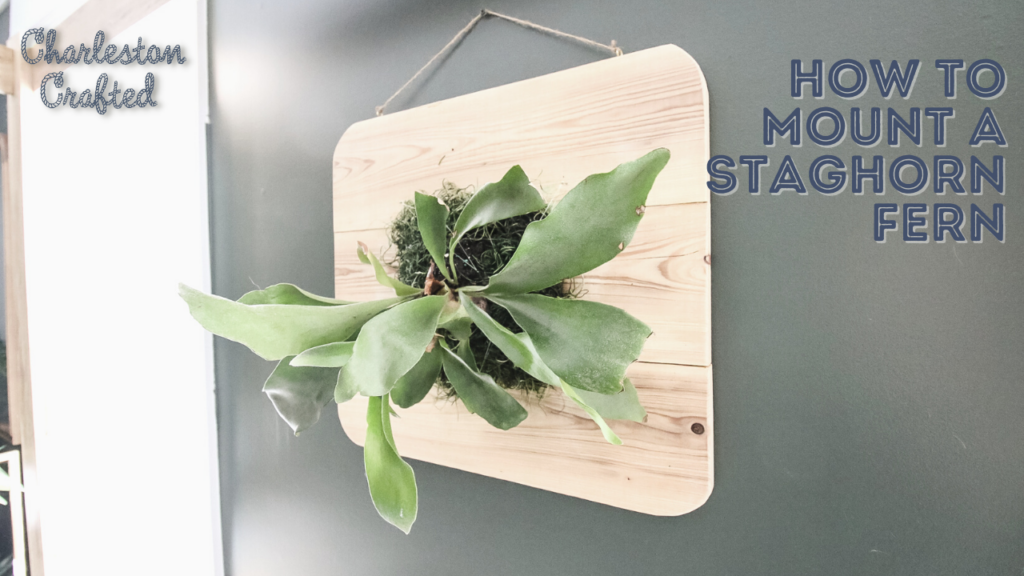 Link to youtube video on how to mount a staghorn fern