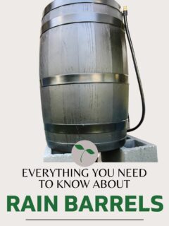 everything you need to know about rain barrels