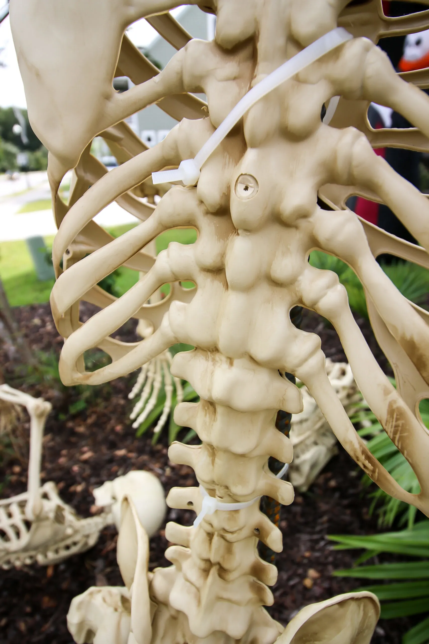 zip ties on skeleton