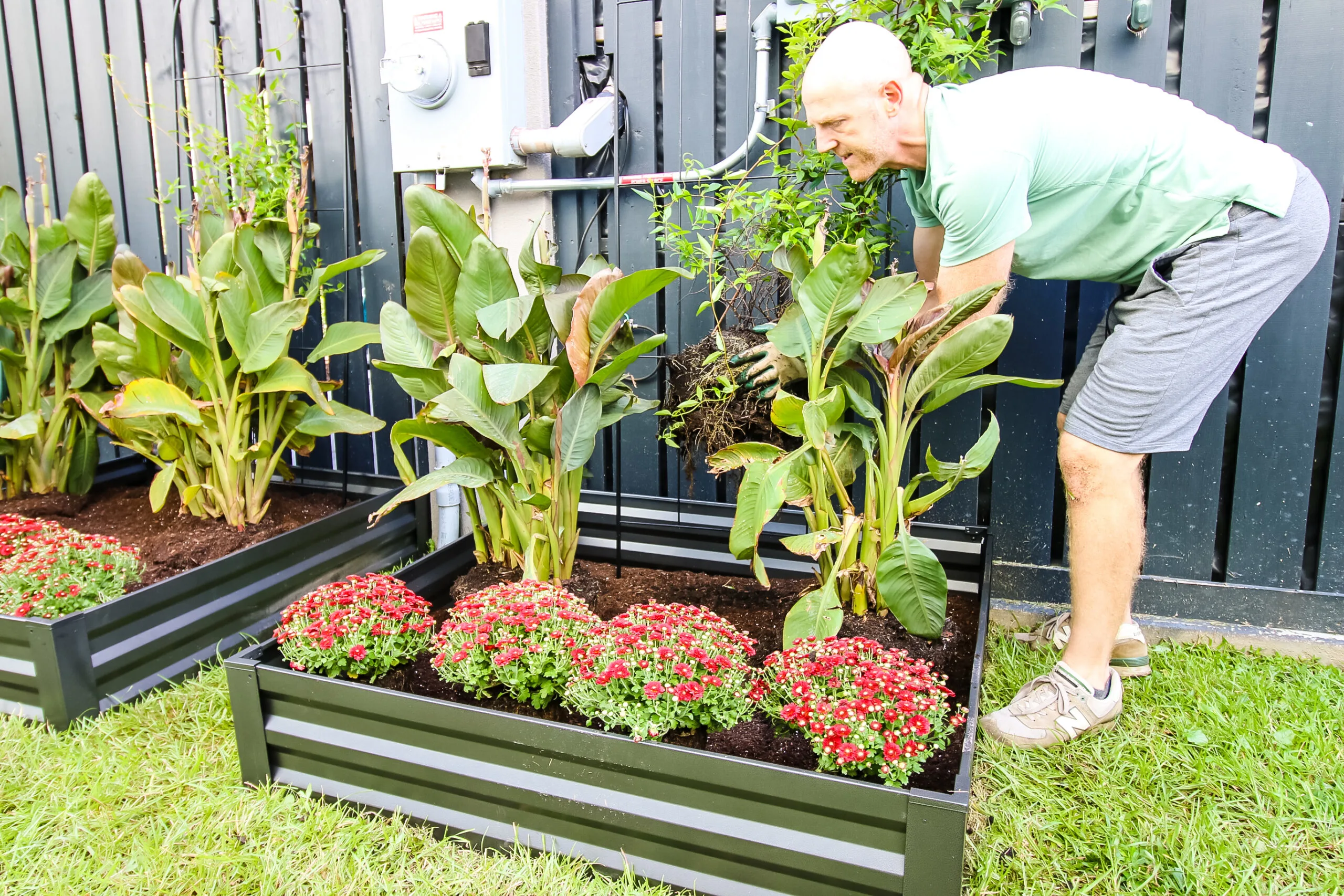 Planting jasmine on trellises