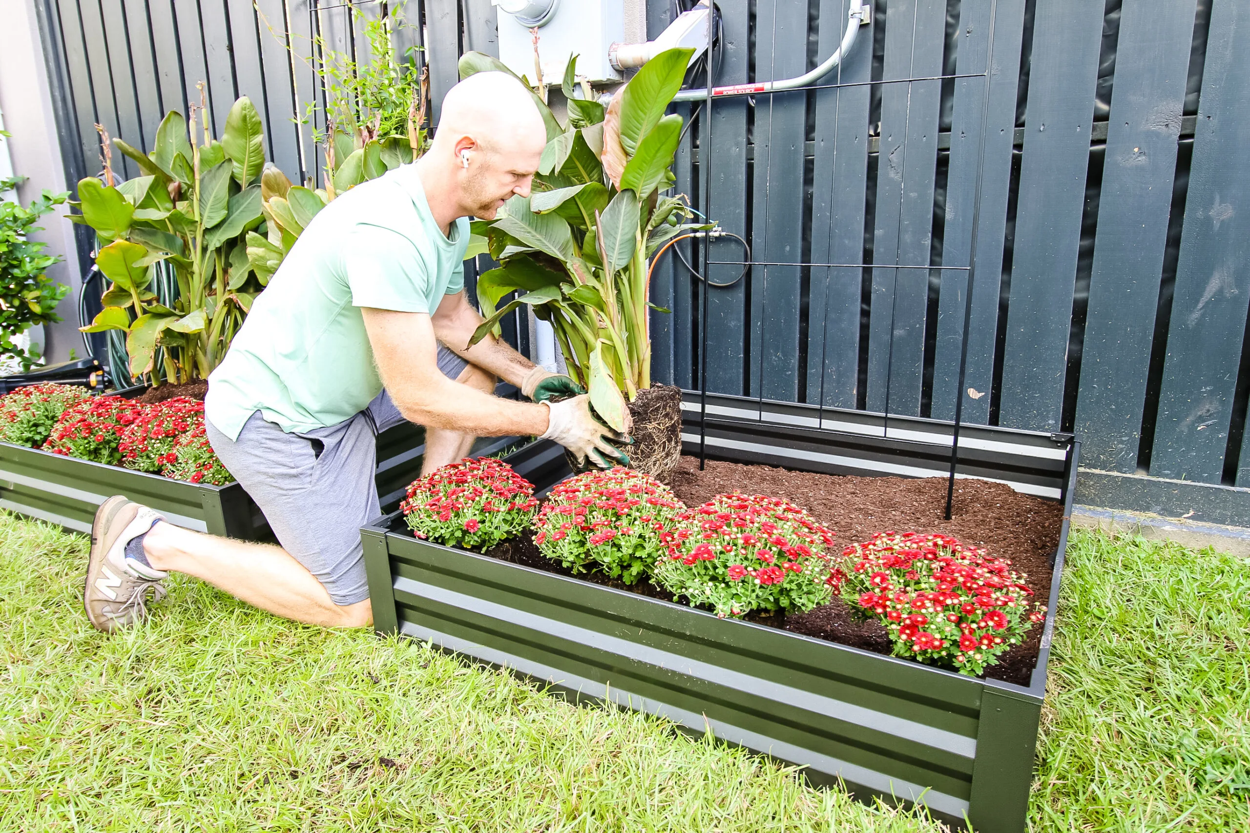 Planting calla lillies in the raised garden bed