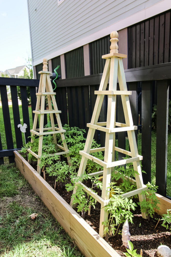 Tomato trellises in raised bed garden