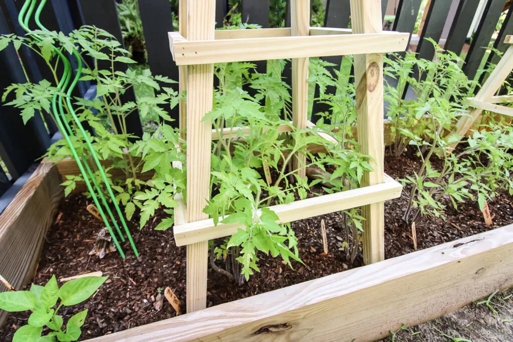 Tomato plants growing in DIY wooden cage