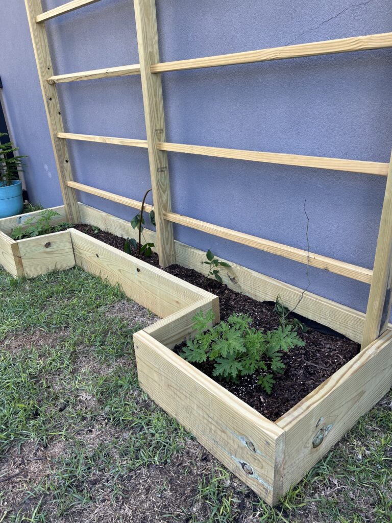 Base of garden with trellis