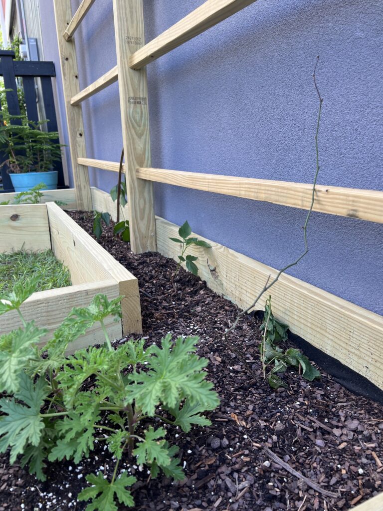 Soil and plants in raised bed garden with trellis