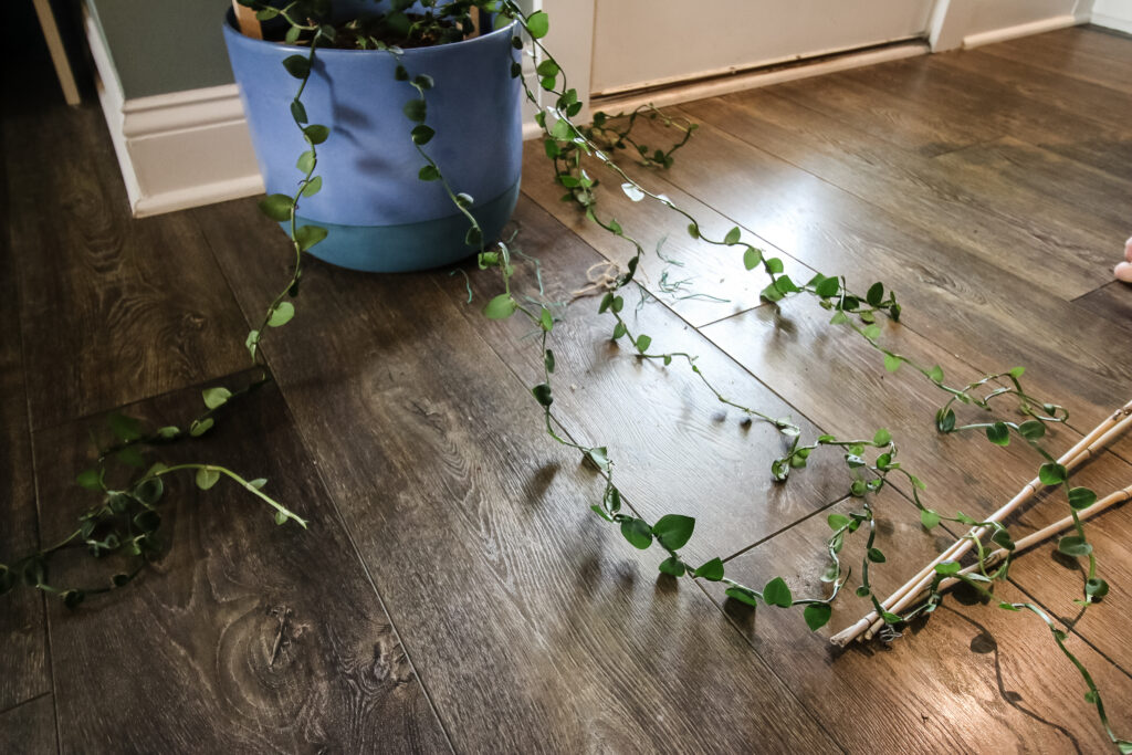 Spreading out trailing vines to trellis plant