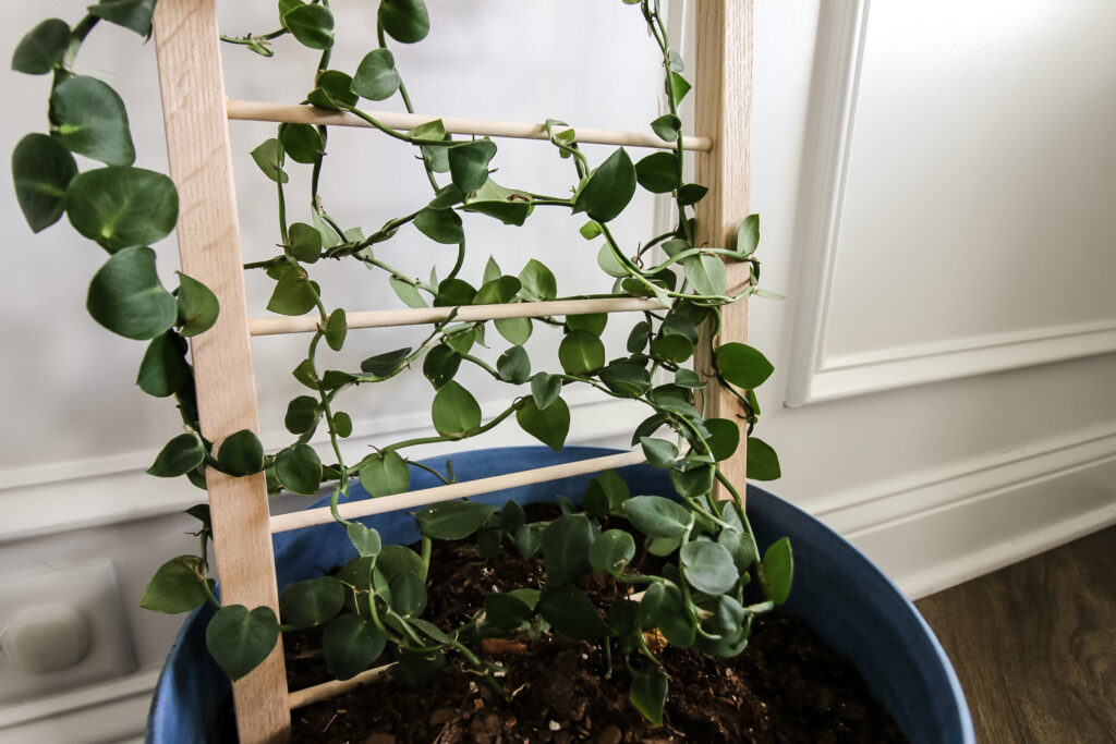 Shingle plant wrapped around potted plant trellis