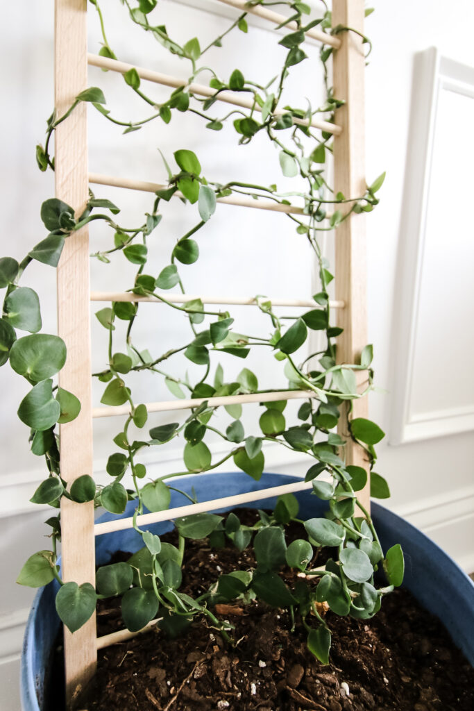 Plant trellis in pot