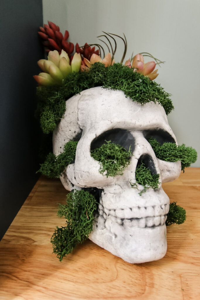 making a faux succulent skull for halloween