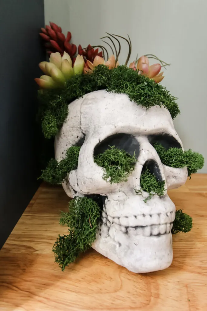 making a faux succulent skull for halloween