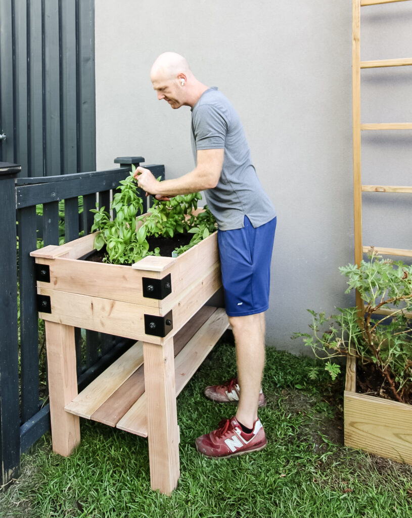 Picking plants in elevated garden bed