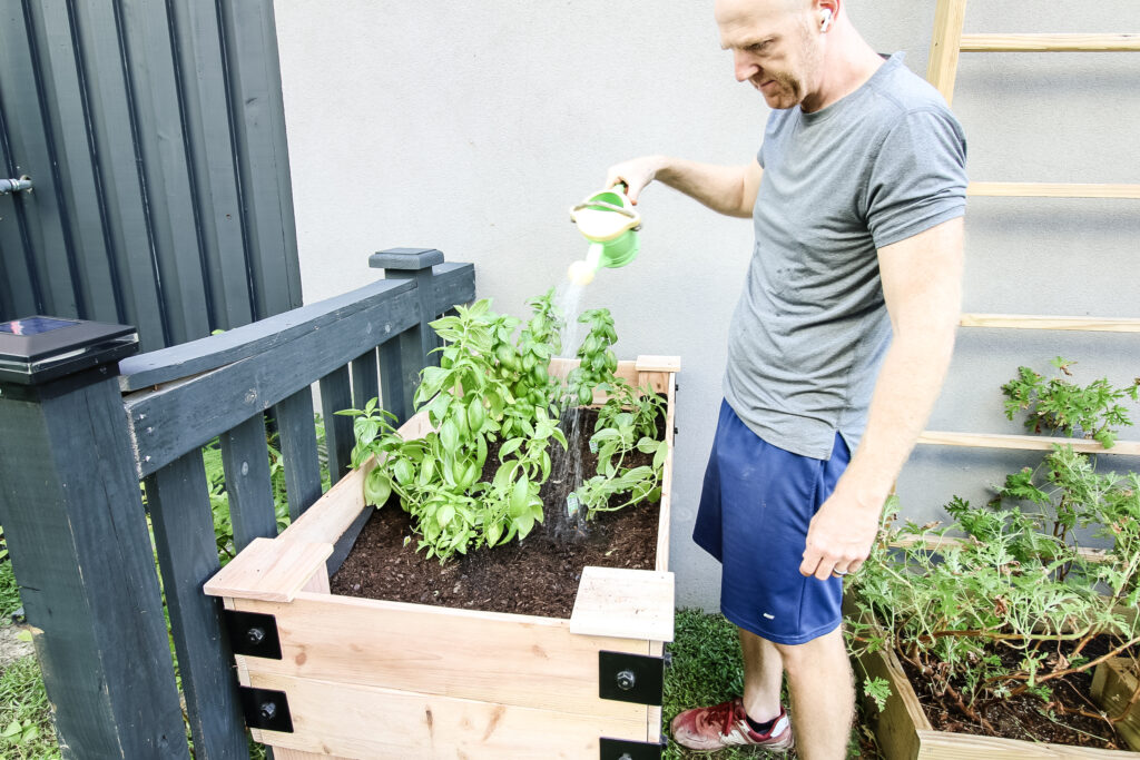 Watering herbs in garden bed