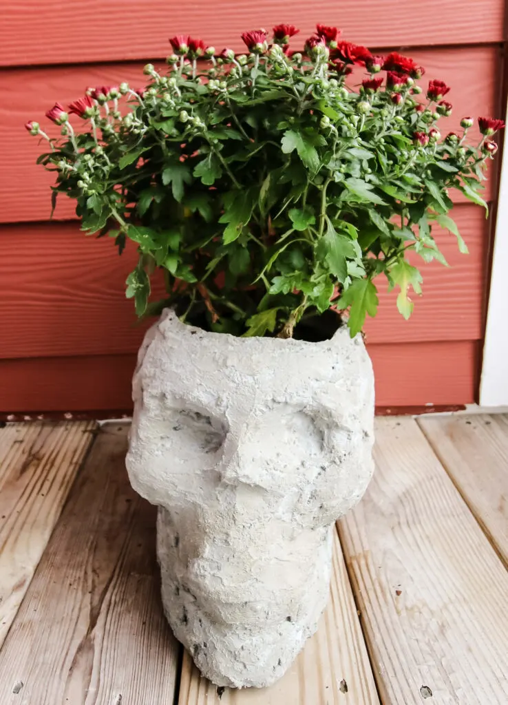 Concrete skull planter with mum