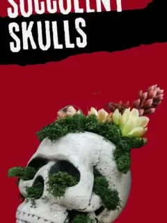 DIY faux succulent skulls