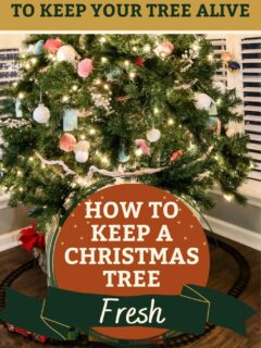 how to keep a christmas tree fresh