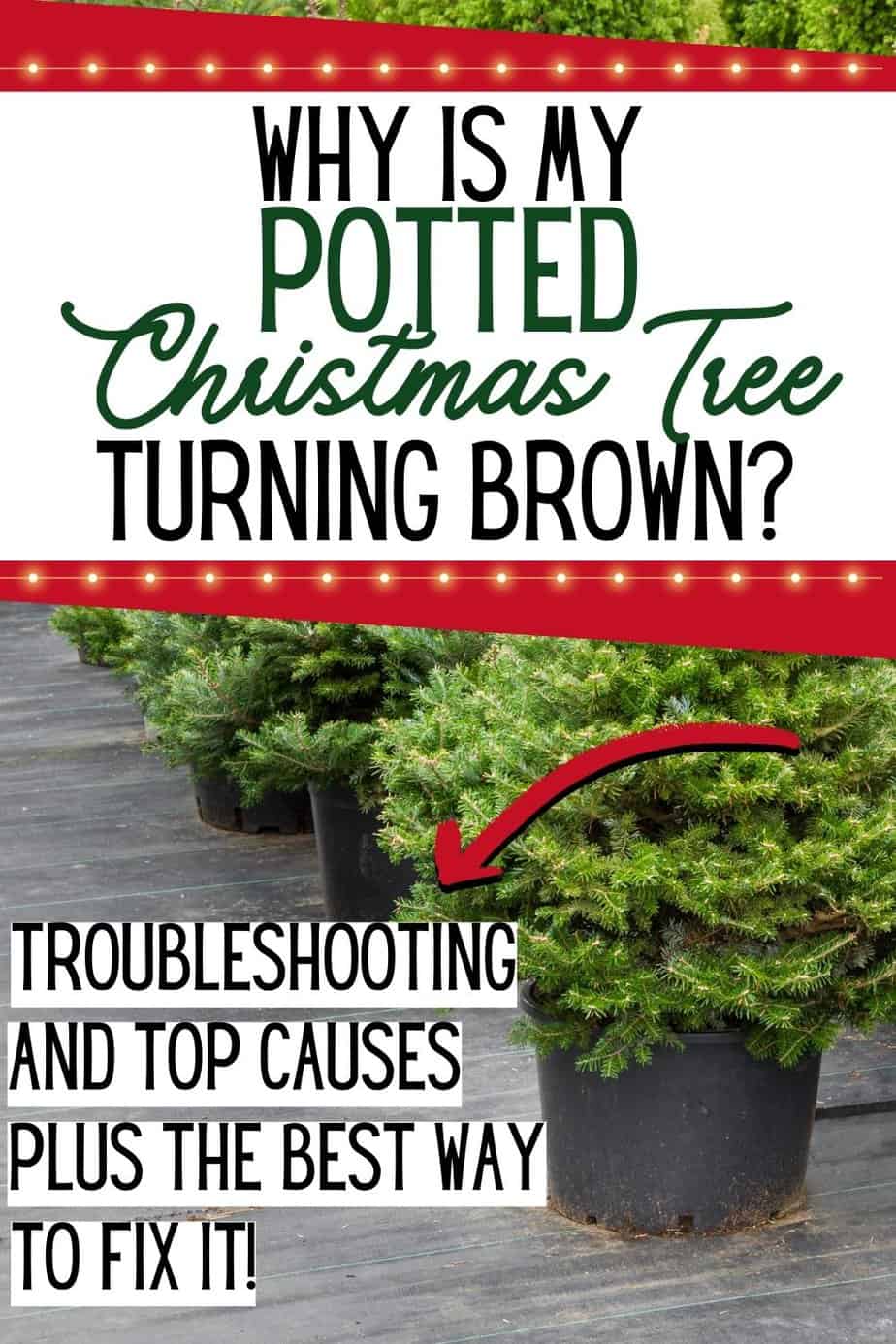 Why is my potted Christmas tree turning brown?