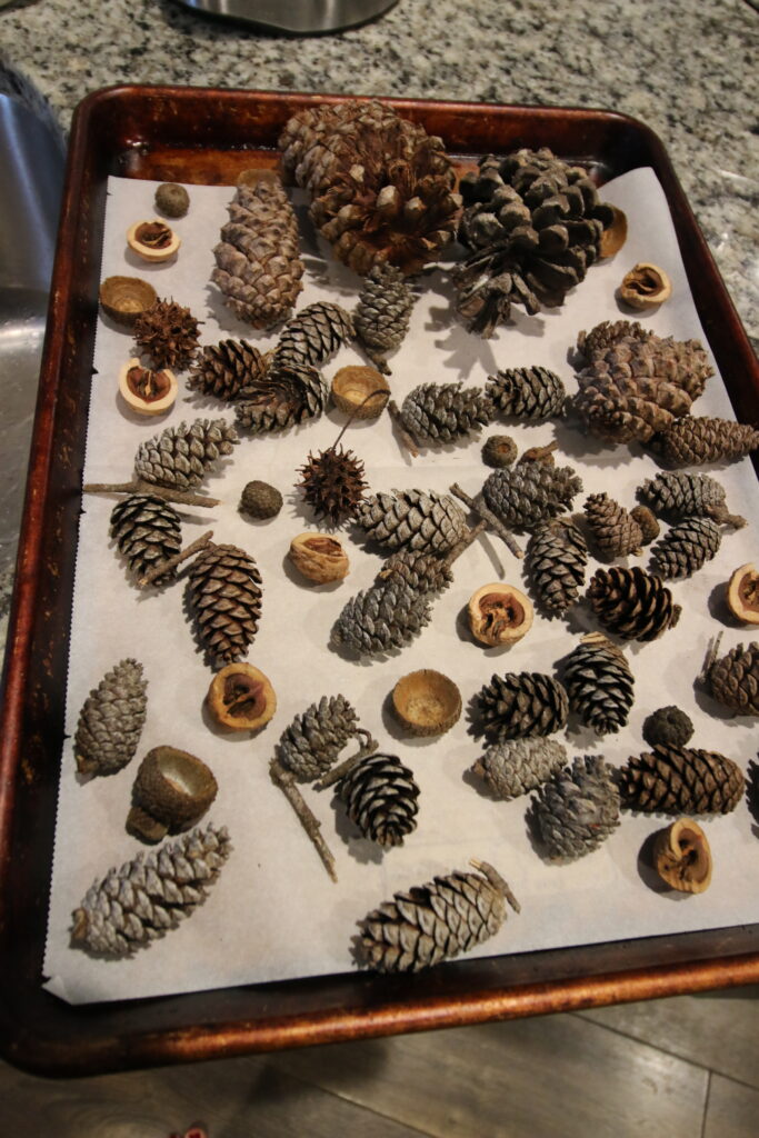 baking pine cones in the oven