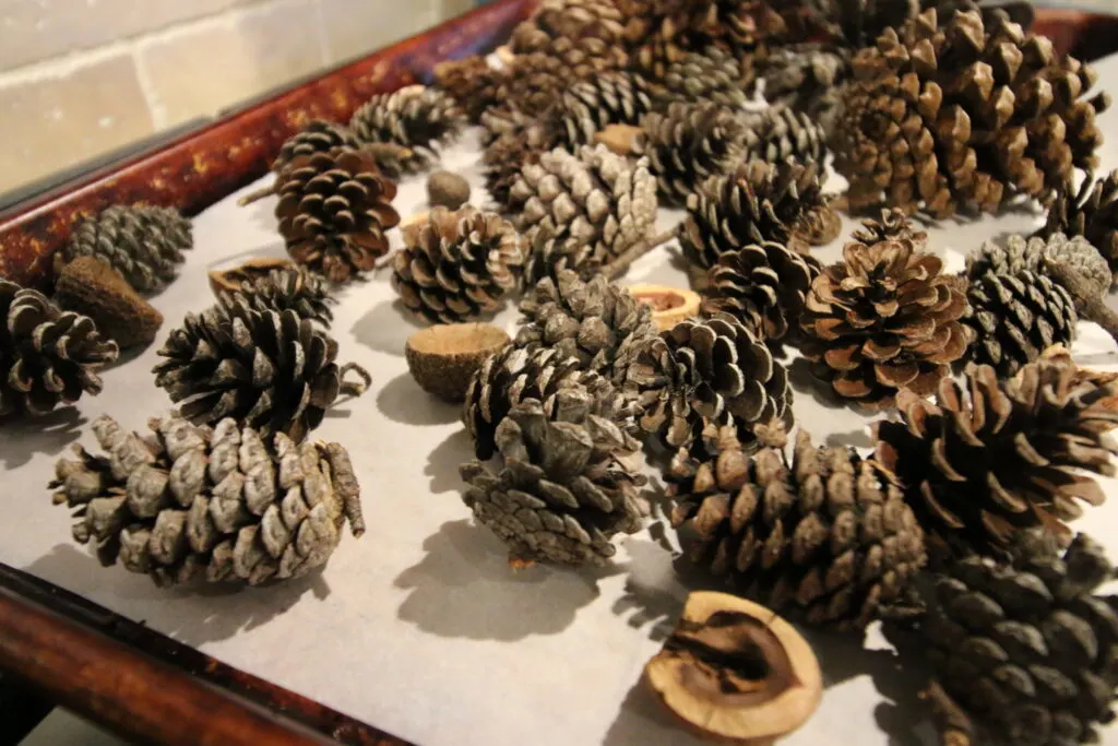 baking pine cones in the oven
