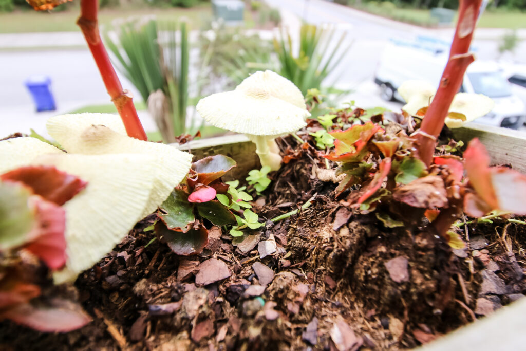 mushroom in plant
