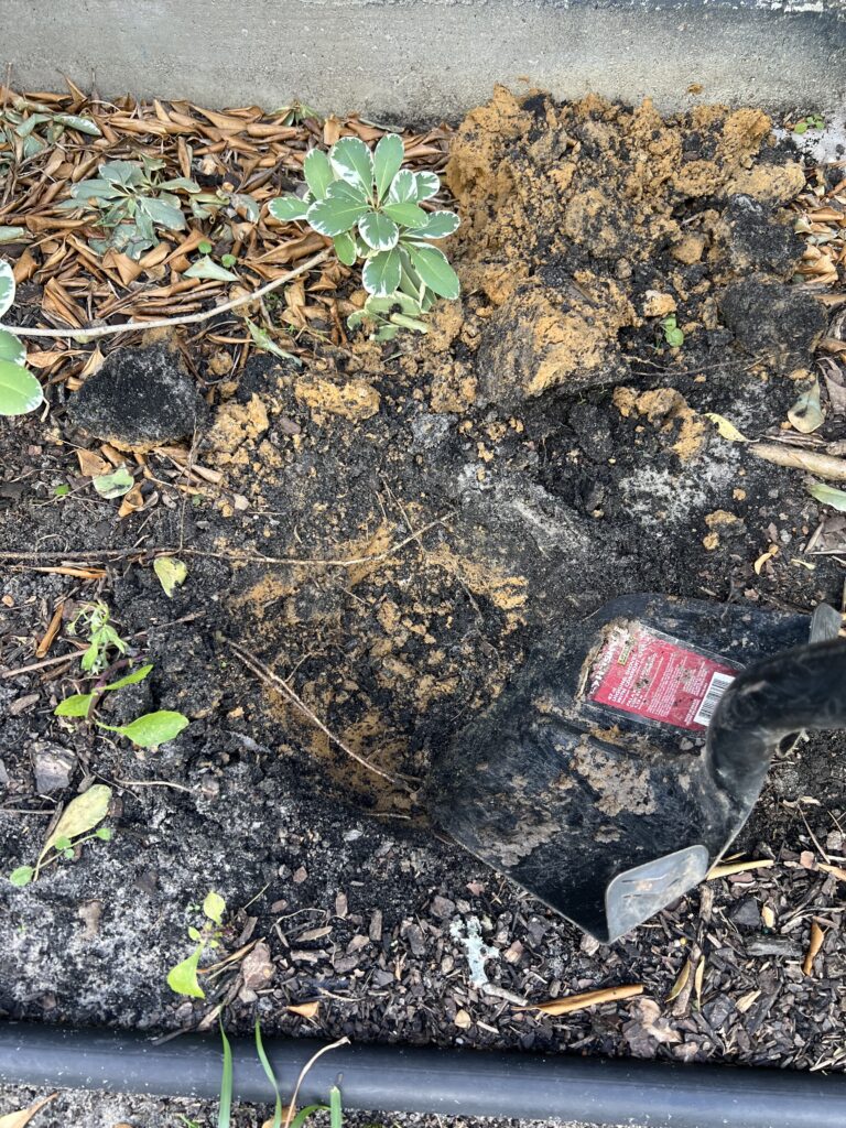 Digging hole for mushrooms