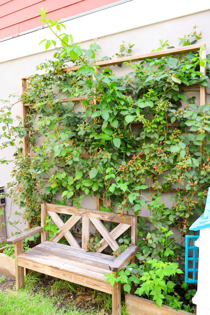 DIY raised garden bed with trellis - Charleston Crafted