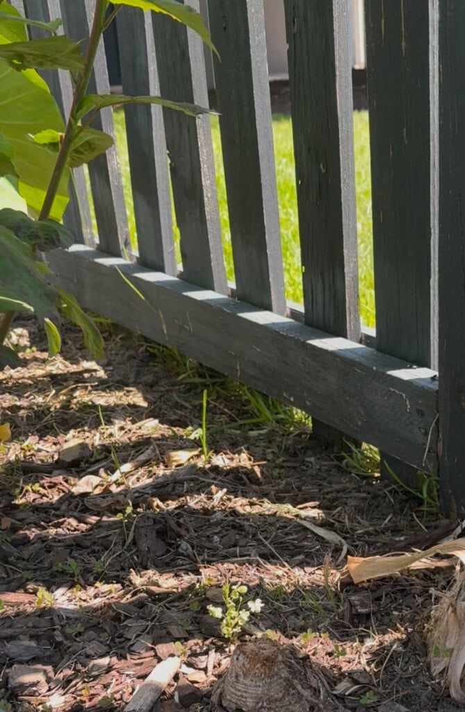 grass growing under fence