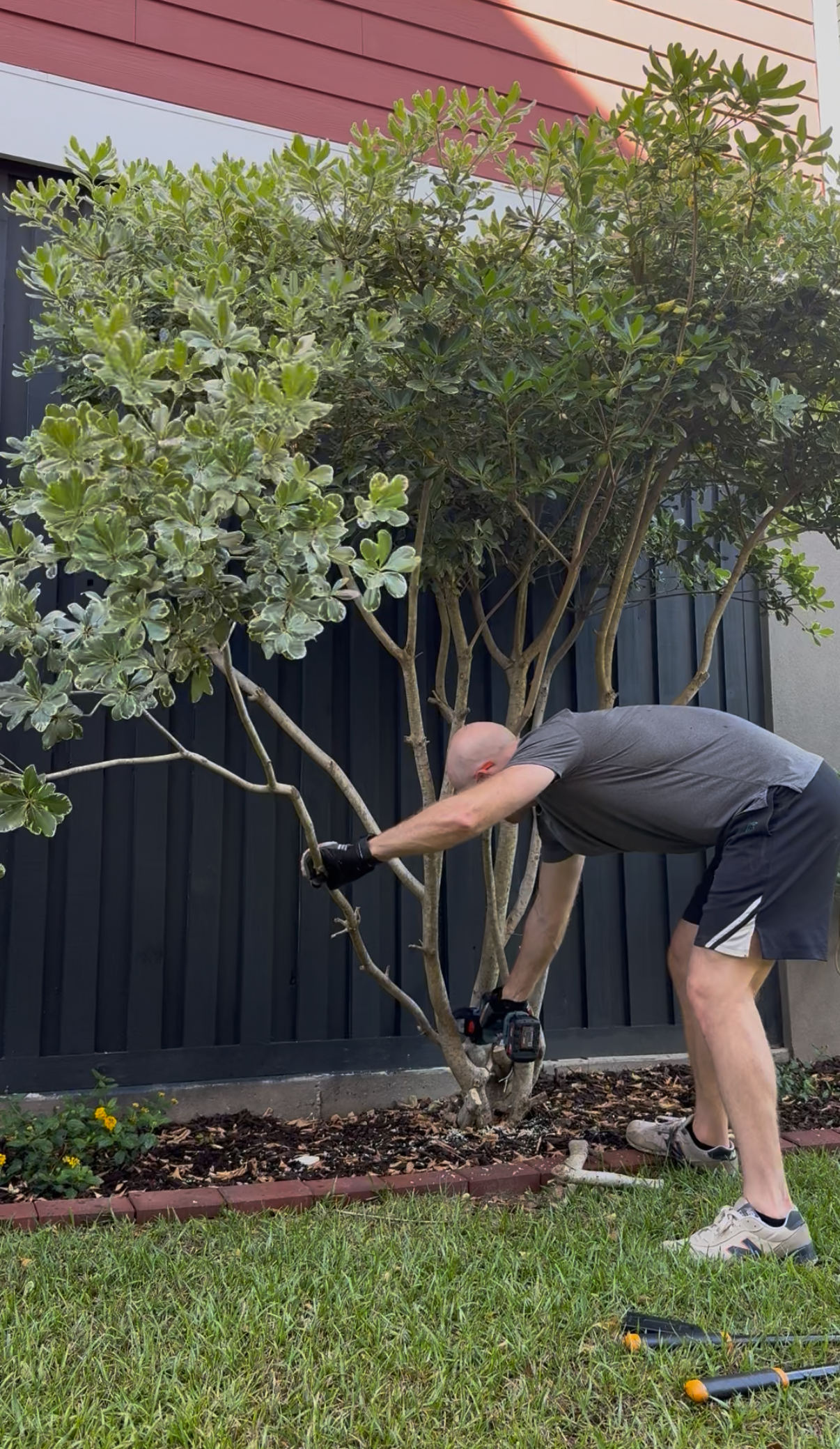 Pruning bushes