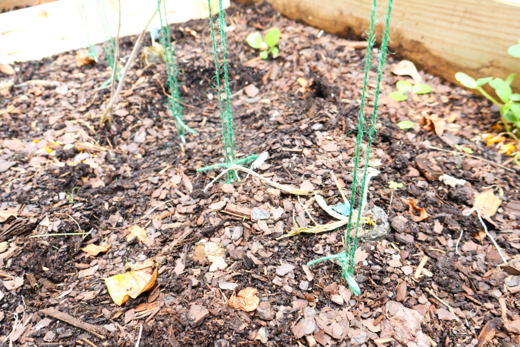 Twine staked in ground